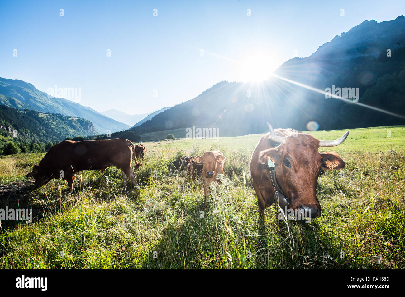Landscape in the french alps near Alberville. Stock Photo