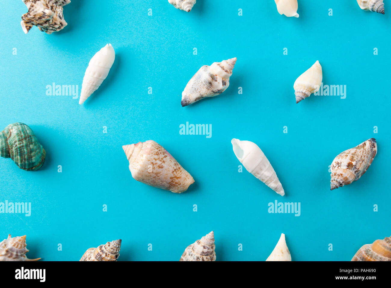 beautiful sea shells on mint background Stock Photo Alamy