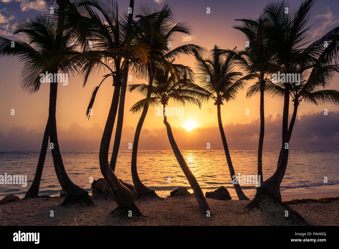 Palms silhouettes on a tropical beach at sunset, Dominican republic, bahamas, cuba, barbados, thailand.mexico Stock Photo