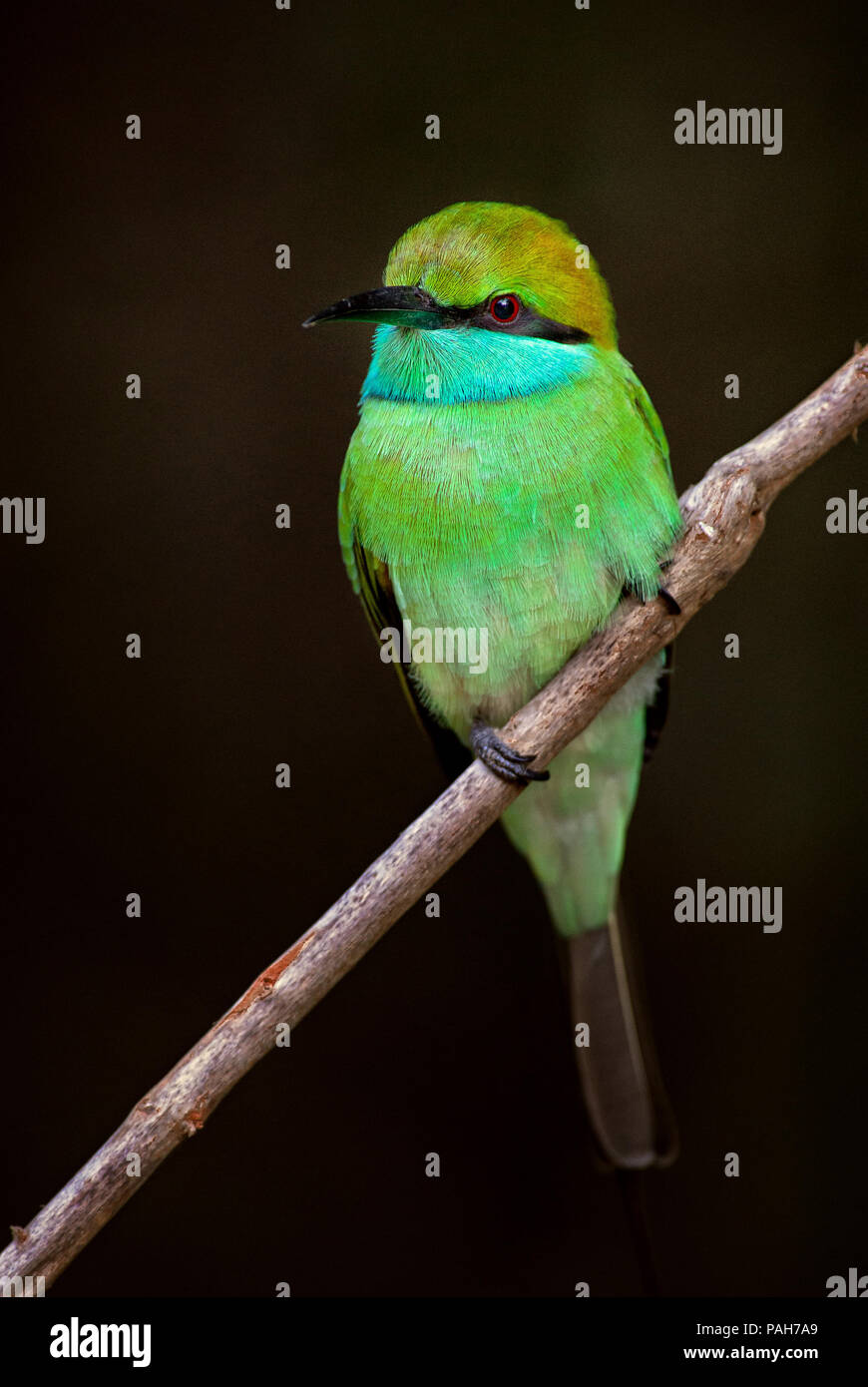 Asian green bee eater hi-res stock photography and images - Alamy