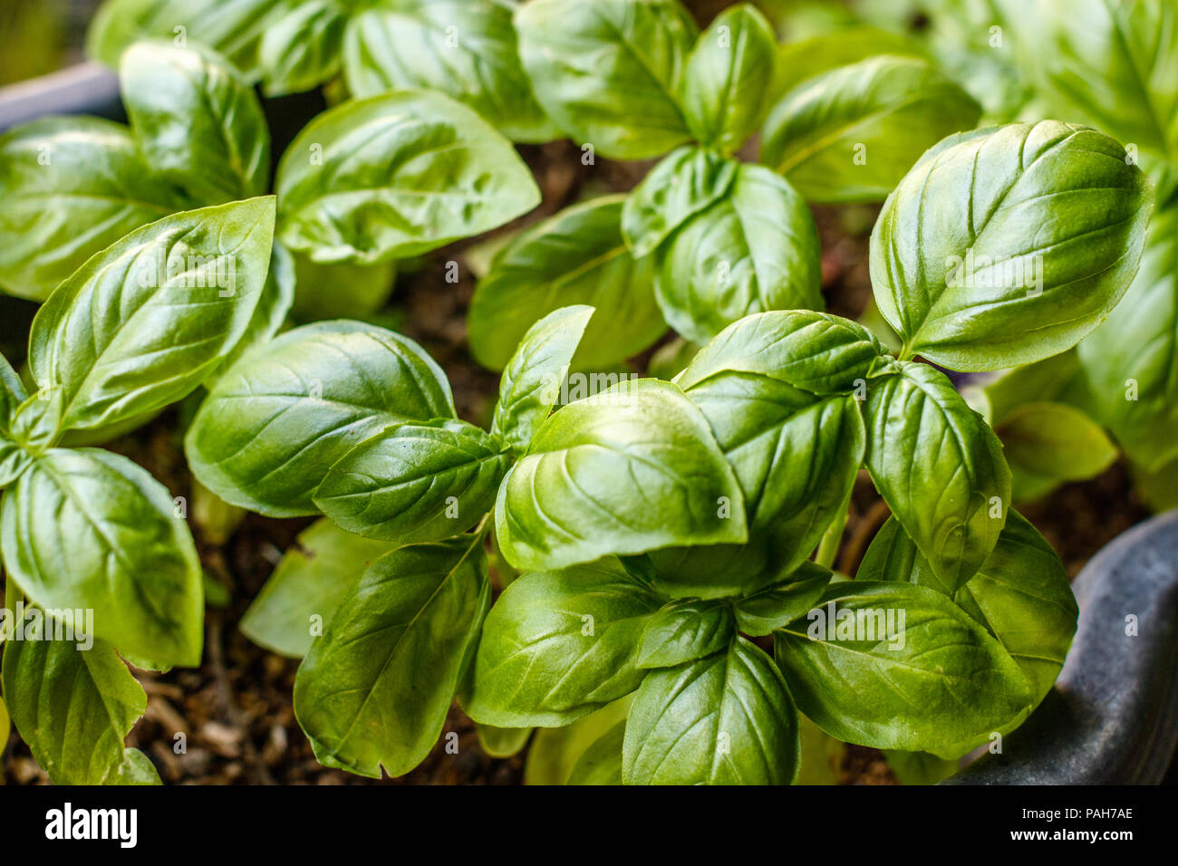 Growing basil plants, top view. Gardening, fresh greens. Cooking ...
