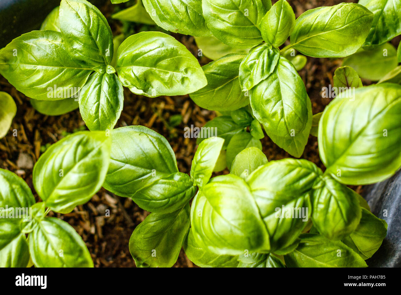 Growing basil plants, top view. Gardening, fresh greens. Cooking ...