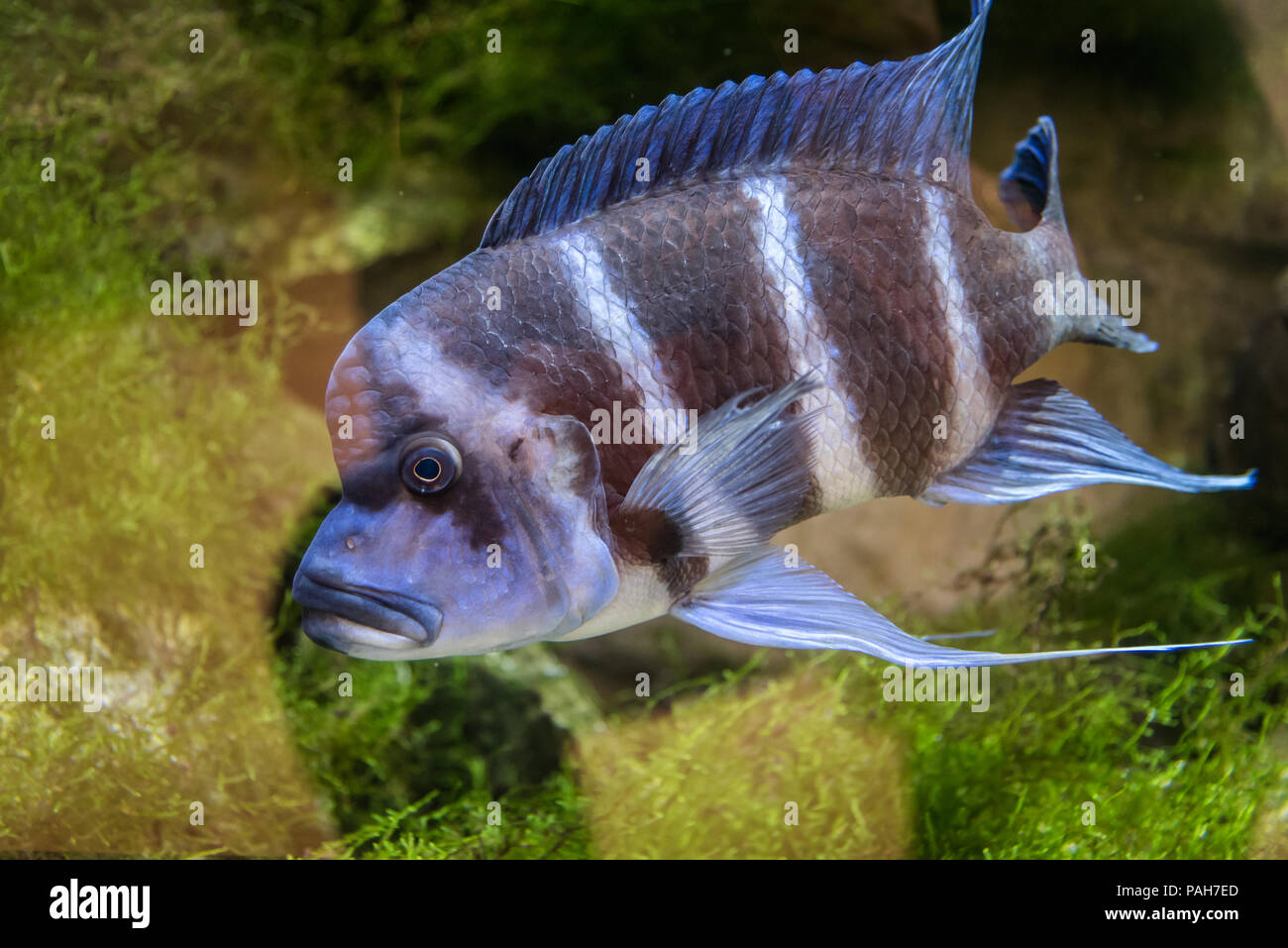 Cyphotilapia frontosa fish endemic to Lake Tanganyika commonly known as The Frontosa Cichlid or Humphead Cichlid Stock Photo