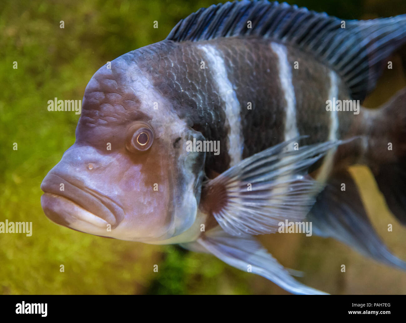 Cyphotilapia frontosa fish endemic to Lake Tanganyika commonly known as The Frontosa Cichlid or Humphead Cichlid Stock Photo
