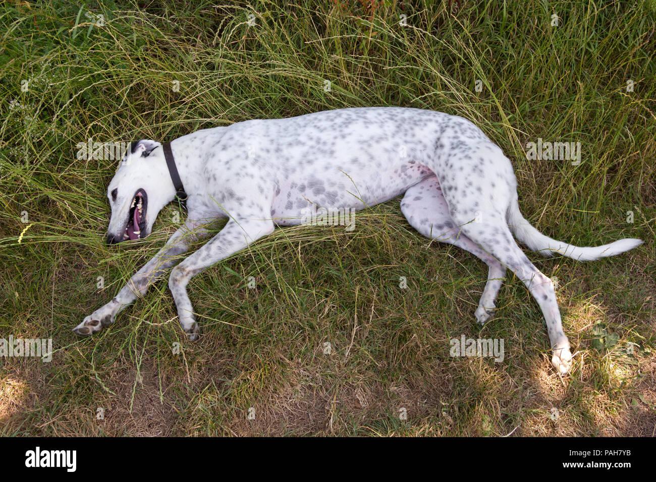 Greyhound Dog lying down on grass, trying to cool down in hot weather. Stock Photo
