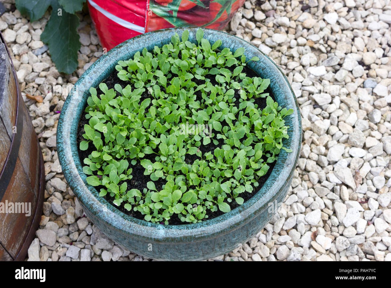 Rocket salad seedlings in a pot at just a week old. Stock Photo