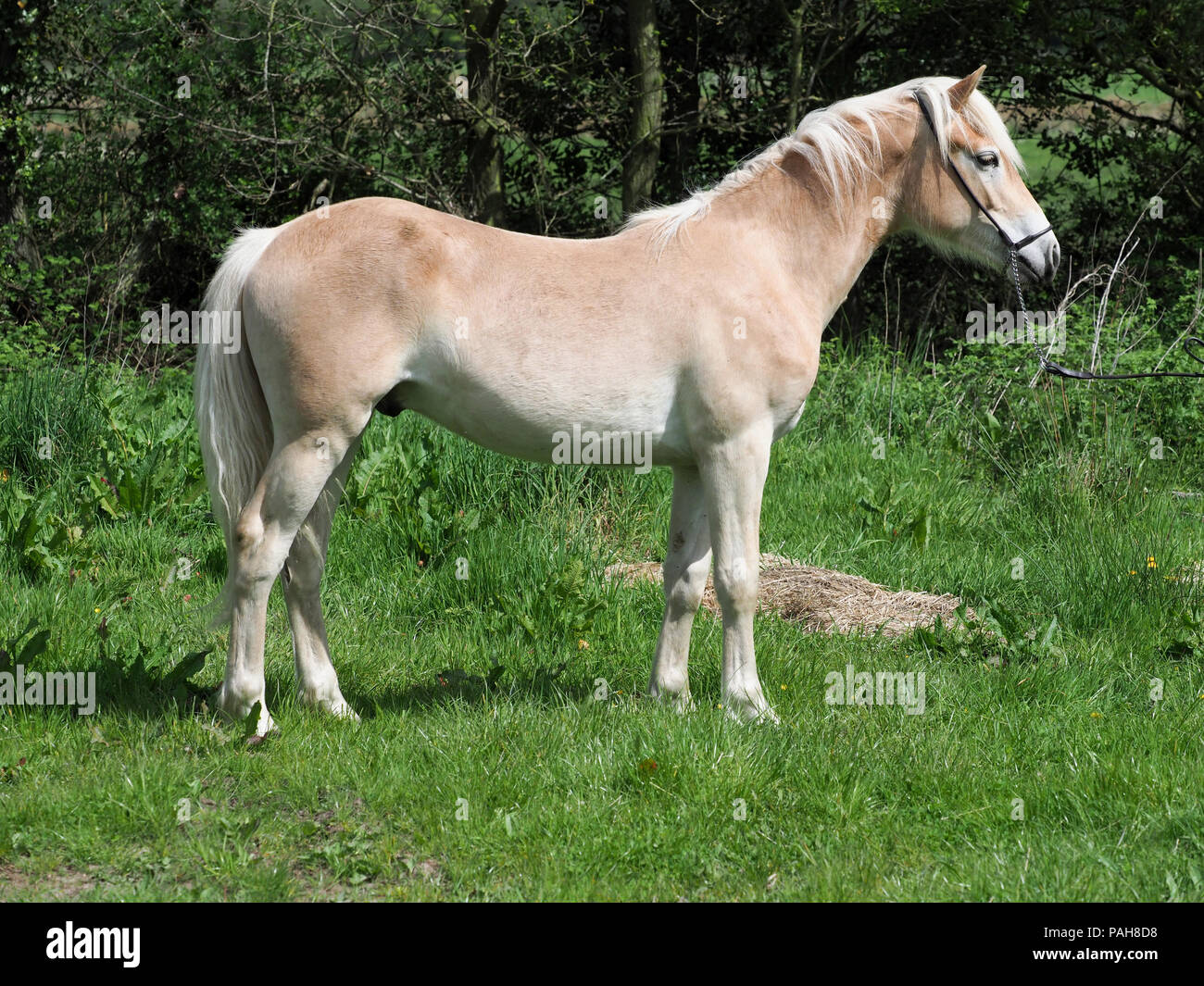 A young Haflinger horse stands alone in a paddock Stock Photo - Alamy