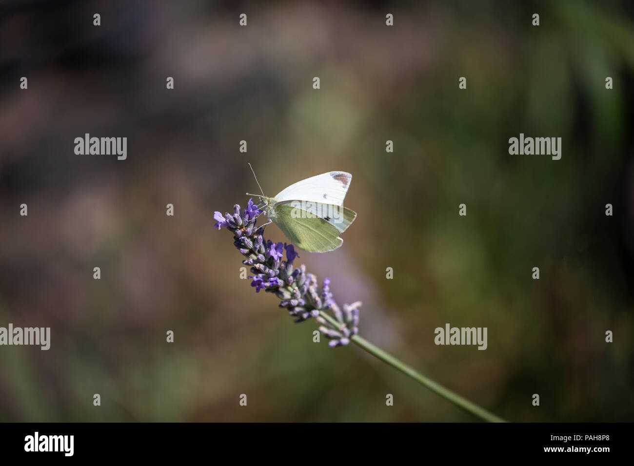 Pdf Complete Genome Of Pieris Rapae A Resilient Alien A Cabbage