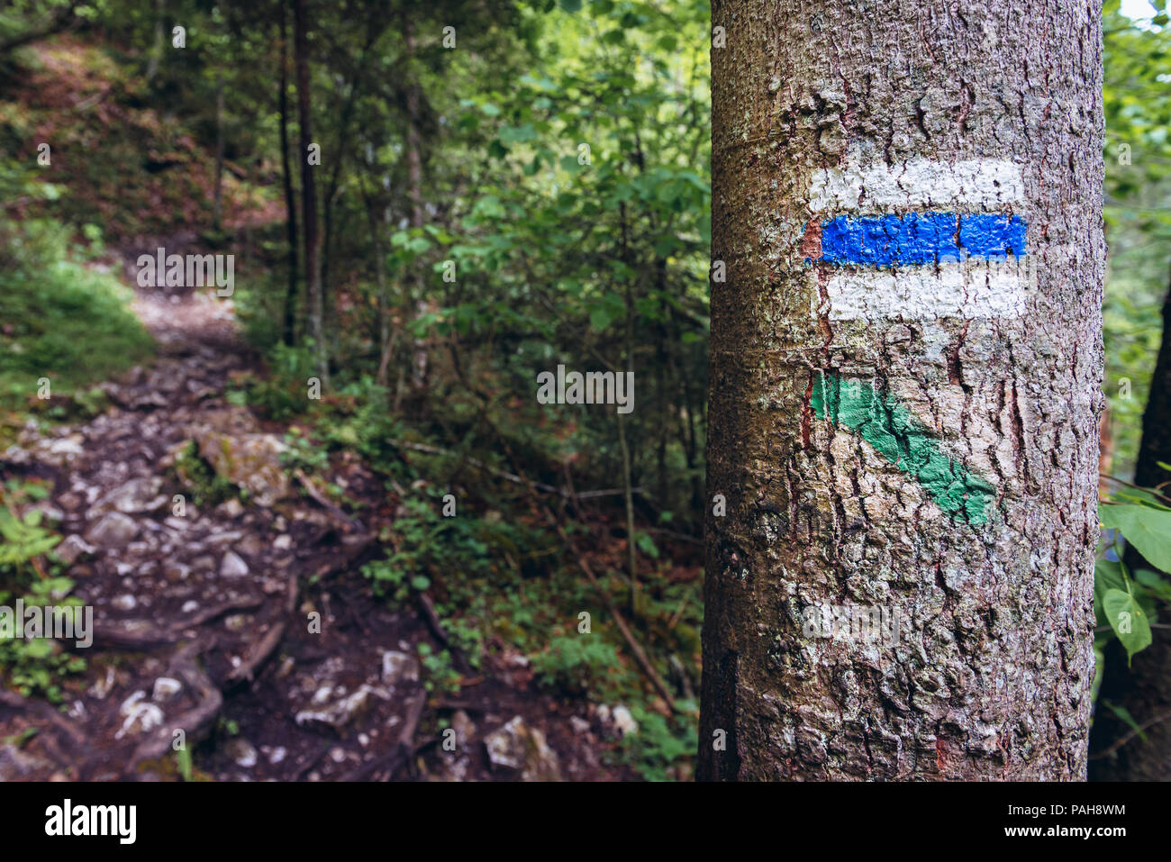 Blue marker on a tree on the Prielom Hornadu Trail, along canyon of Hornad River in Slovak Paradise National Park, Slovak Ore Mountains in Slovakia Stock Photo