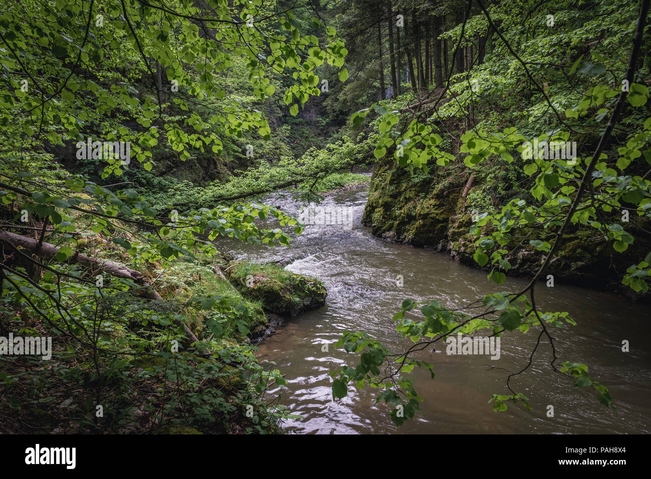 Hornad River seen from hiking trail called Prielom Hornadu in Slovak Paradise National Park, north part of Slovak Ore Mountains in Slovakia Stock Photo