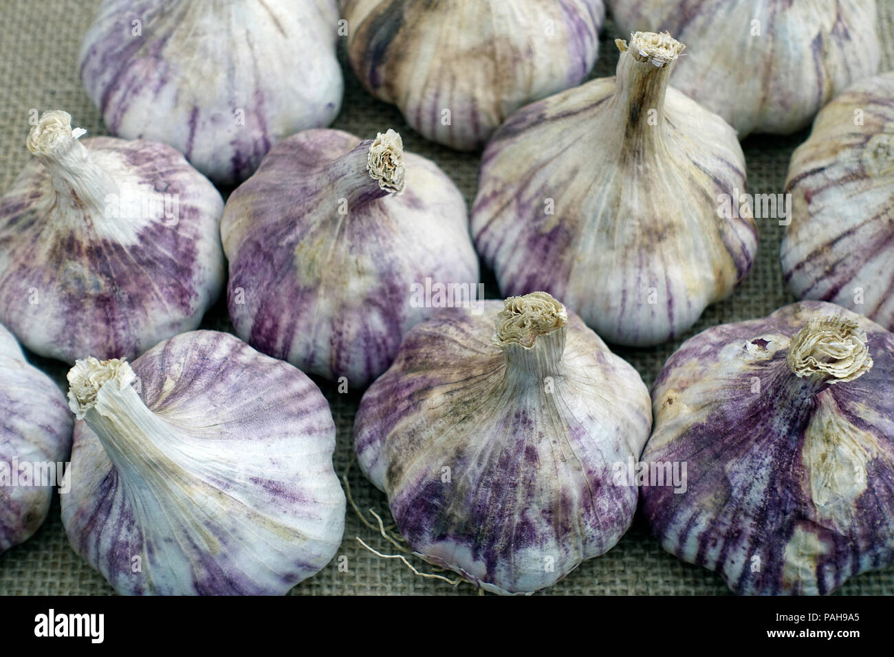 Garlic bulbs Stock Photo Alamy