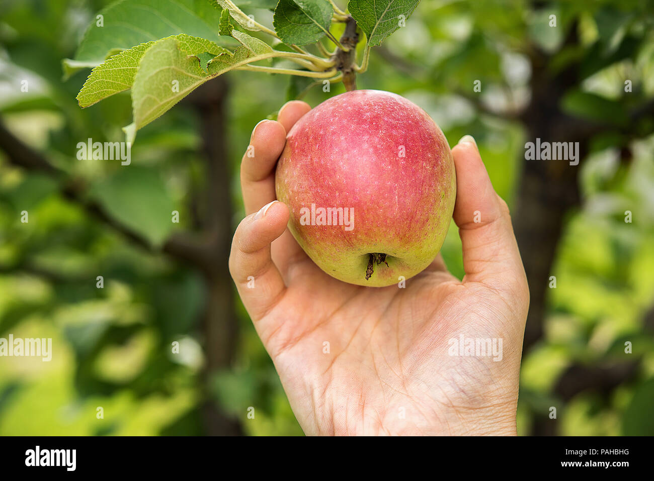 Red and yellow apple is hanging on real tree branch at orchard garden. Woman's hand is holding apple just before picking it. Harvest time and healthy  Stock Photo