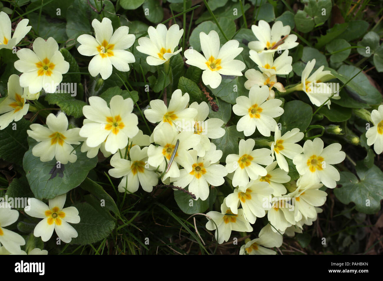 Primula, species of flowering plant in the family Primulaceae Stock Photo