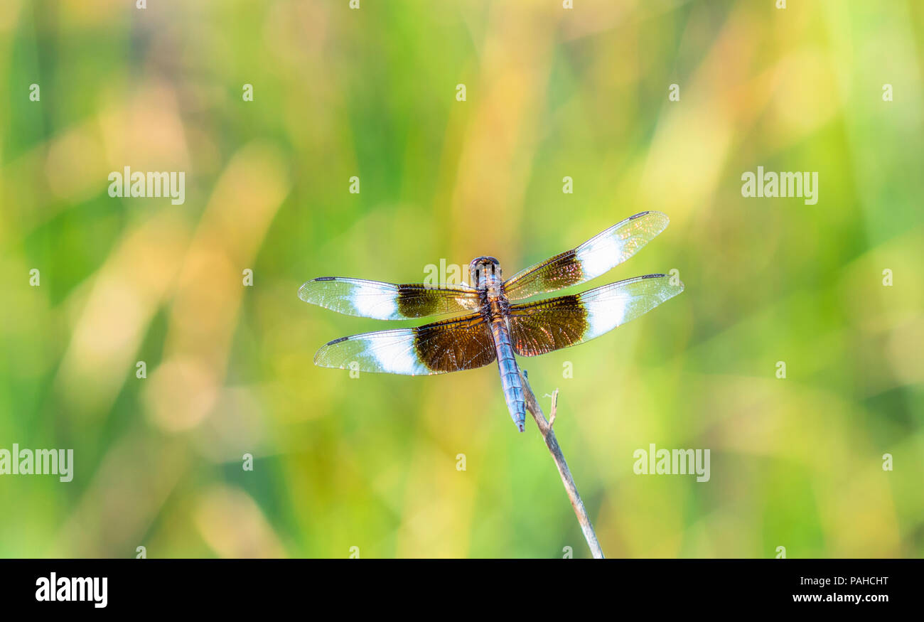 Macro of a Widow Skimmer Dragonfly (Libellula luctuosa) Perched on a Stalk Stock Photo