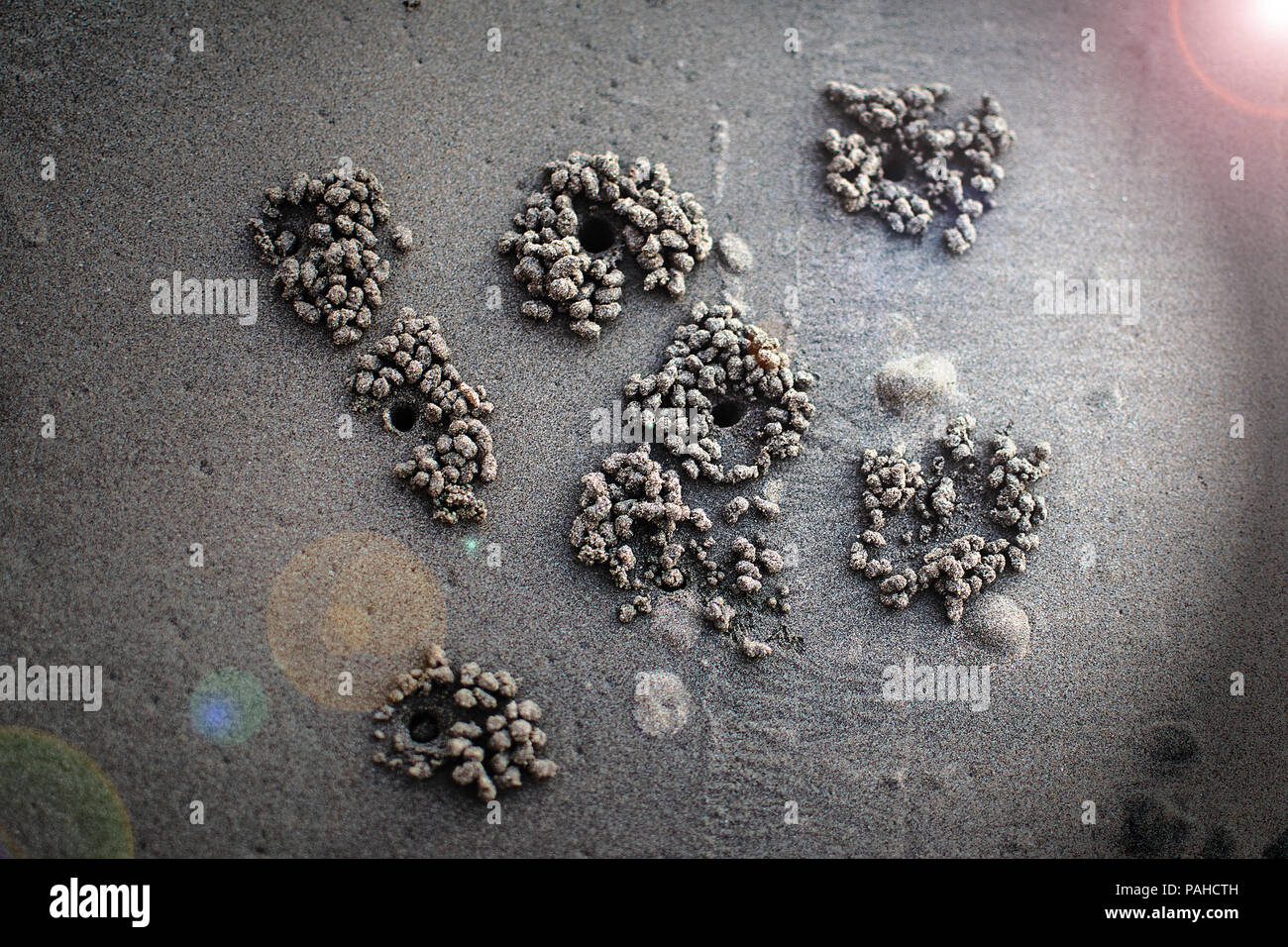 Ghost crab making sand balls on the beach. digging hole Stock Photo Alamy