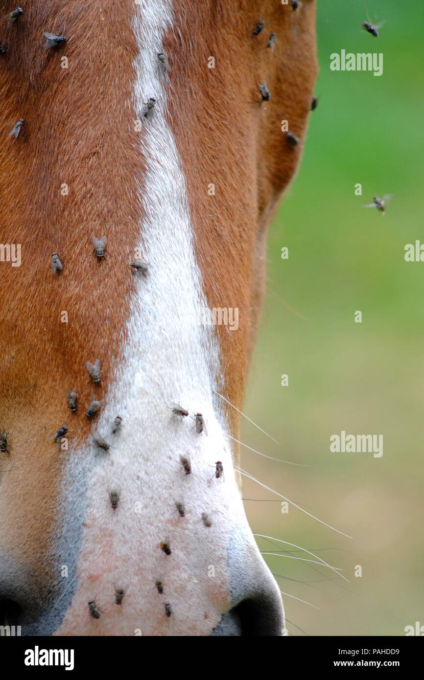 Flies on a horses face in summer Stock Photo