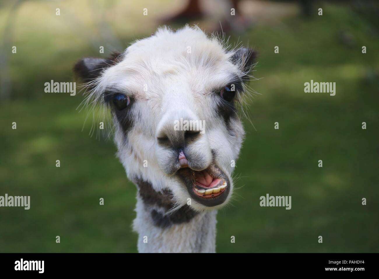 A cute black and white alpaca chewing food close up on the head. The