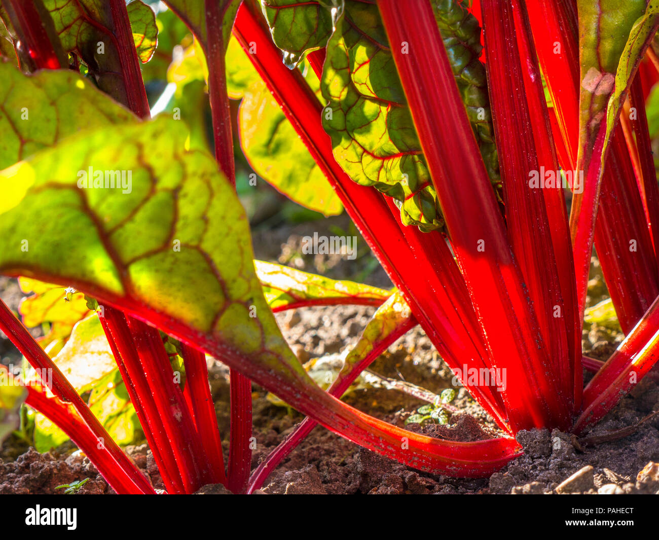 RHUBARB GROWING SOIL EARTH MOIST FREE DRAINING Close ground level view on Rhubarb stems growing in sunny vegetable produce garden Herbaceous Perennial Polygonaceae family Stock Photo