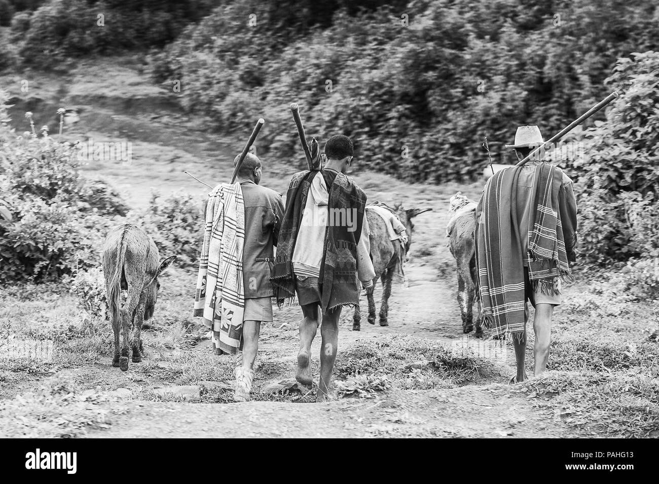 OMO, ETHIOPIA - SEPTEMBER 19, 2011: Unidentified Ethiopian boys with donkeys. People in Ethiopia suffer of poverty due to the unstable situation Stock Photo