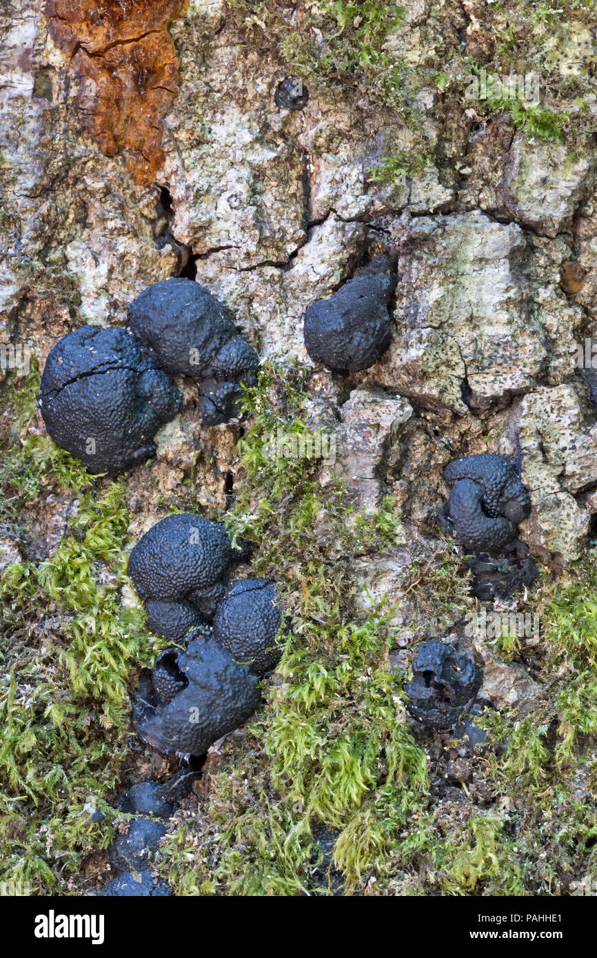 Sudden Oak Death (SOD) disease 'Phytophthora ramorum'. Stock Photo