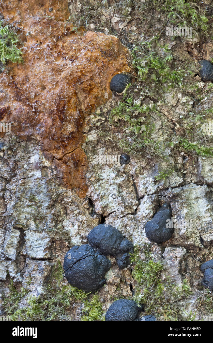 Sudden Oak Death (SOD) disease 'Phytophthora ramorum'. Stock Photo