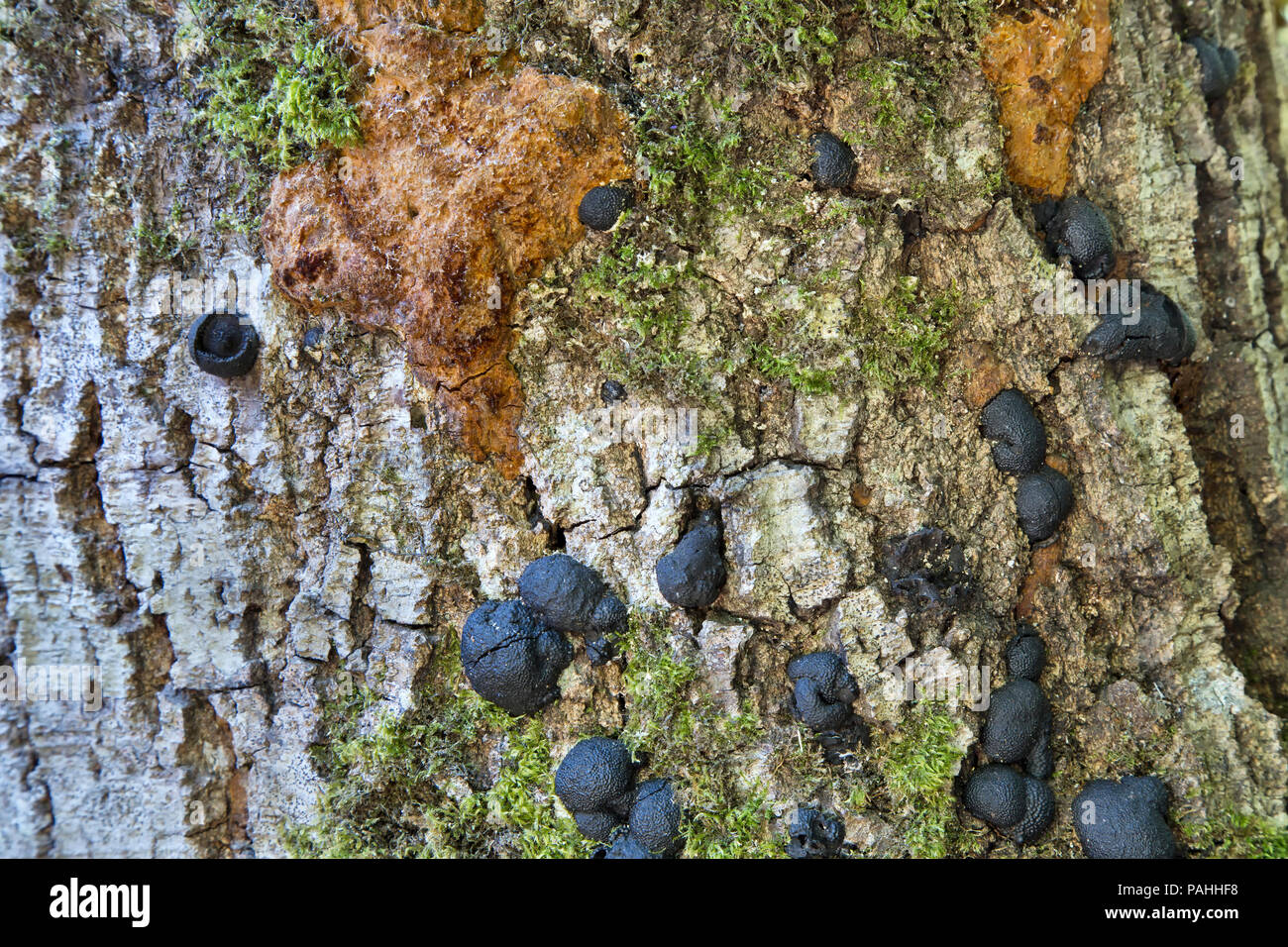 Sudden Oak Death (SOD) disease 'Phytophthora ramorum'. Stock Photo