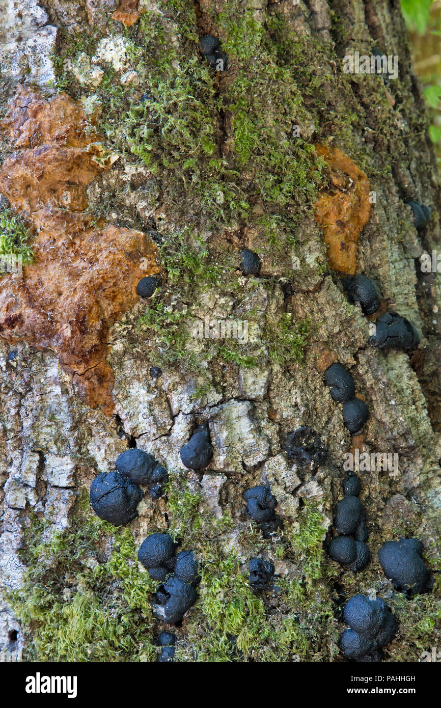 Sudden Oak Death (SOD) disease (Phytophthora ramorum). Stock Photo