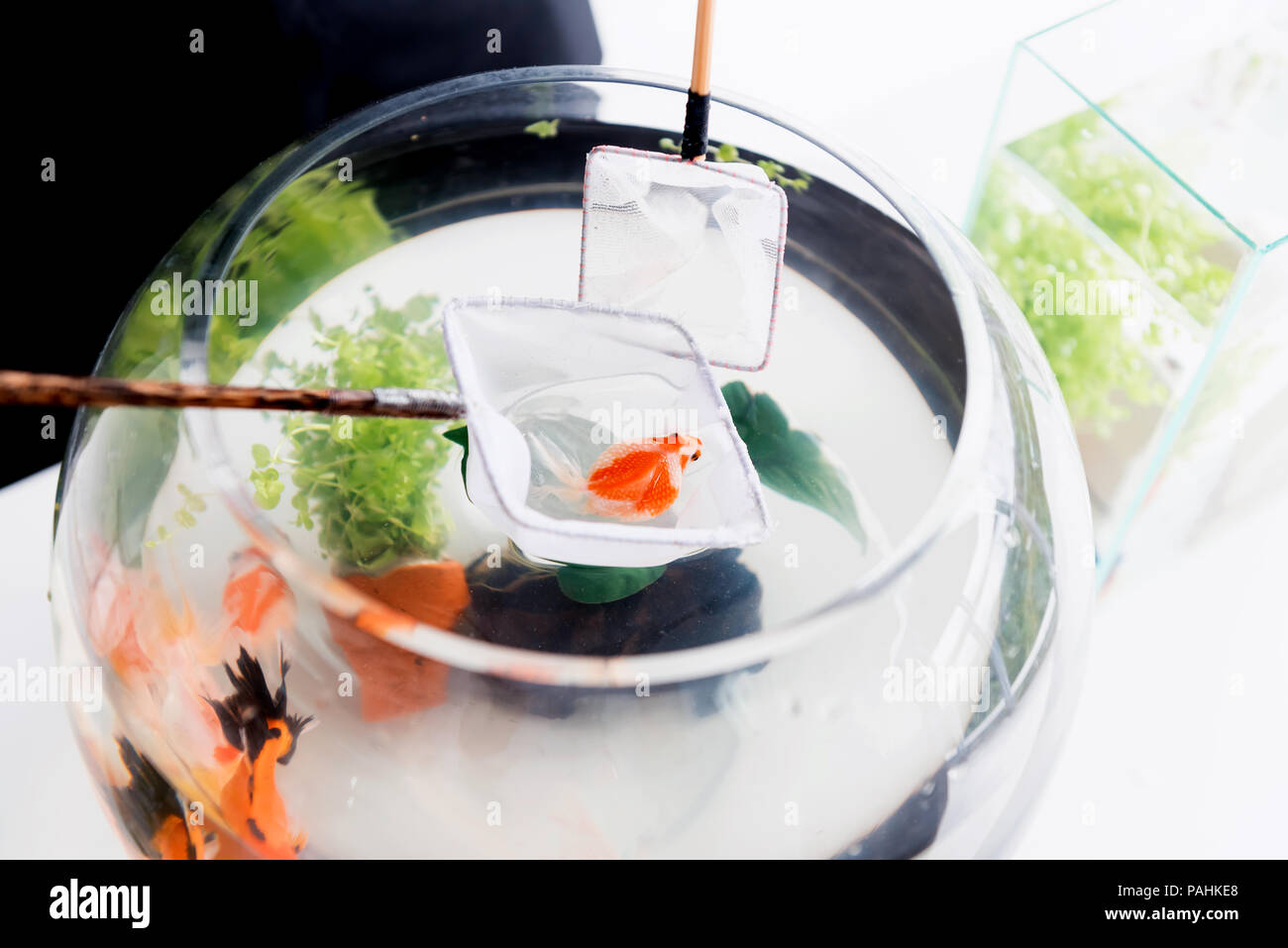 Aquarium for pet and hobby at home. Catching fish to new bowl Stock ...