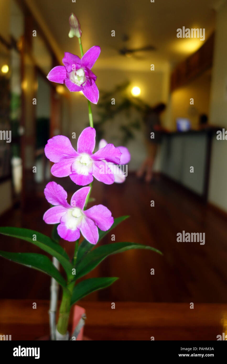 Cooktown orchid (Vappodes phalaenopsis) in hotel lobby, Cooktown, Queensland, Australia. No MR or PR Stock Photo
