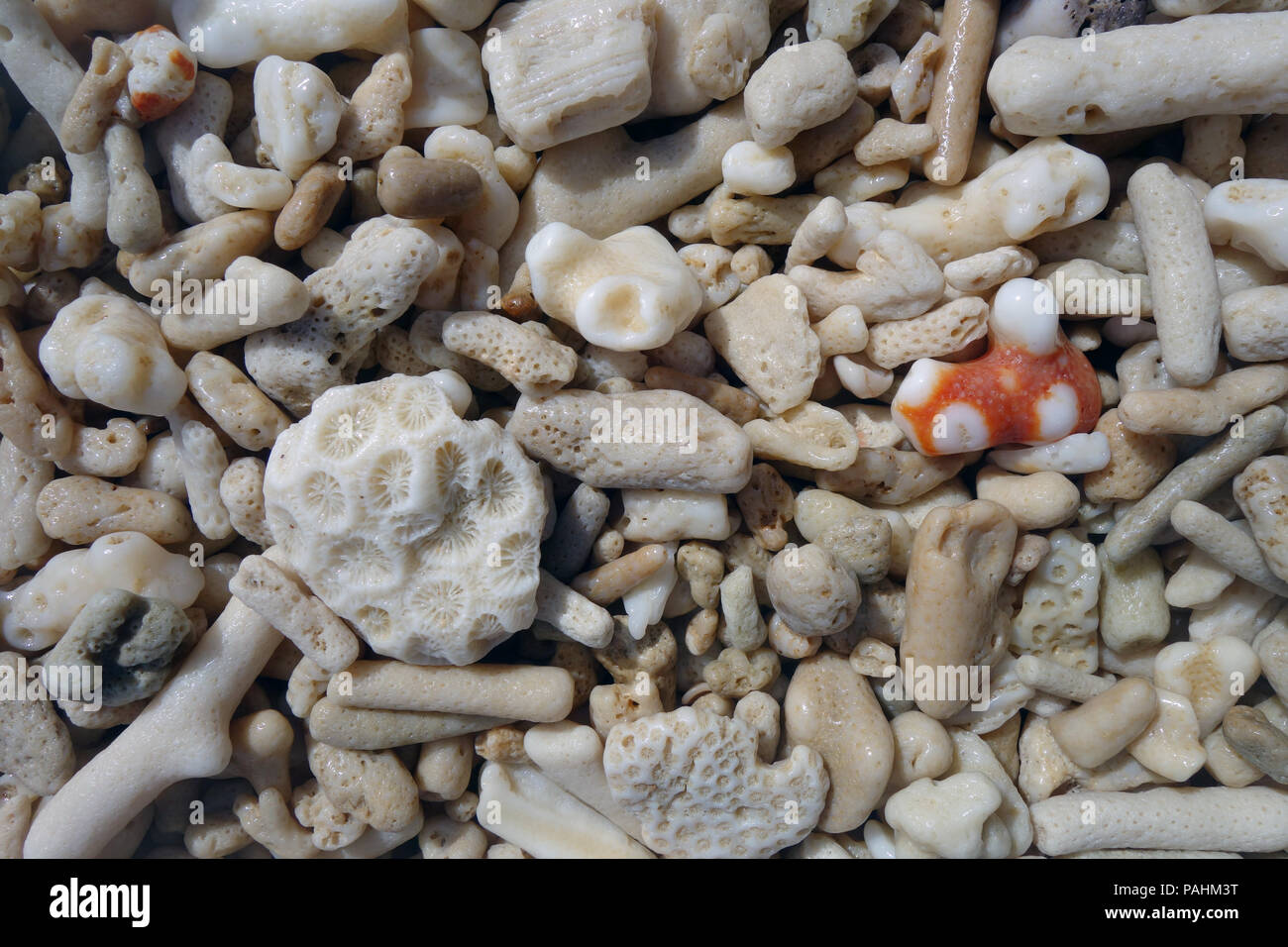 Detail of coral rubble on beach, Fitzroy Island, Great Barrier Reef Marine Park, Queensland, Australia Stock Photo