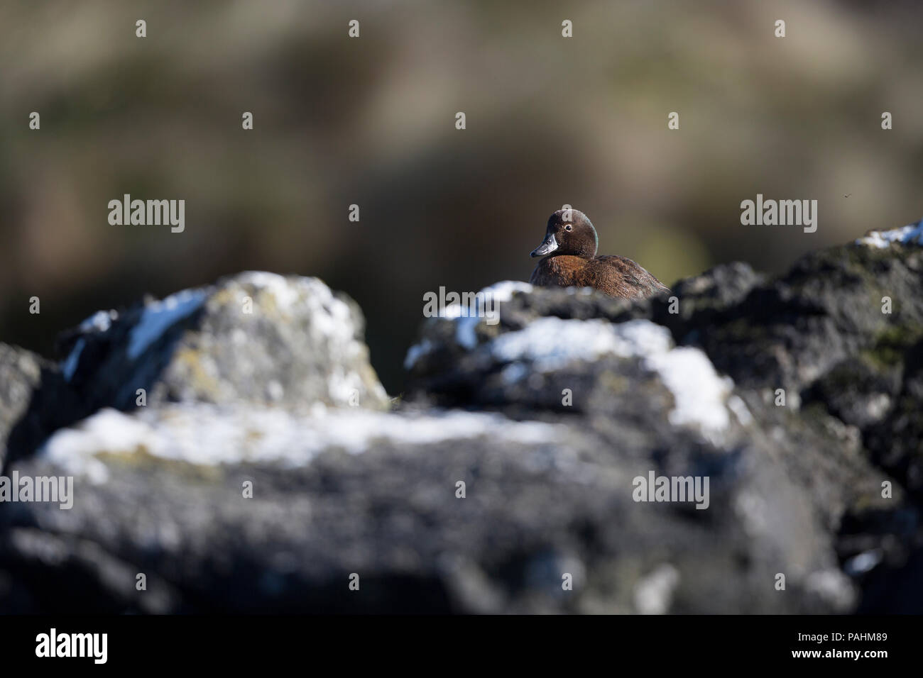 Auckland Teal ((Anas aucklandica), Auckland Islands, New Zealand Stock Photo