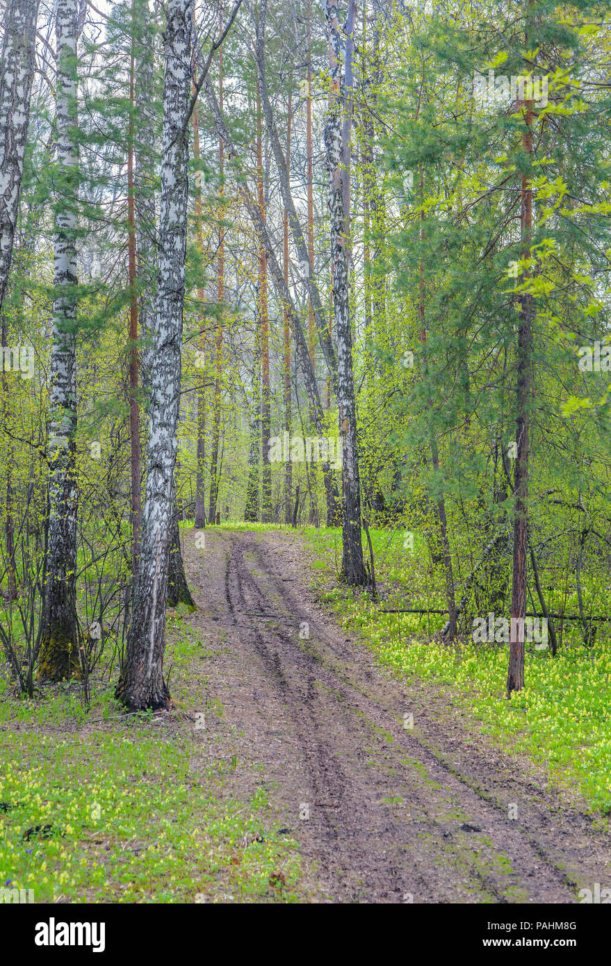 The first spring flowers in the Siberian forest. Stock Photo