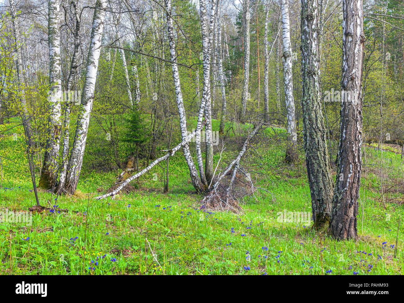 Spring in a birch grove. Stock Photo