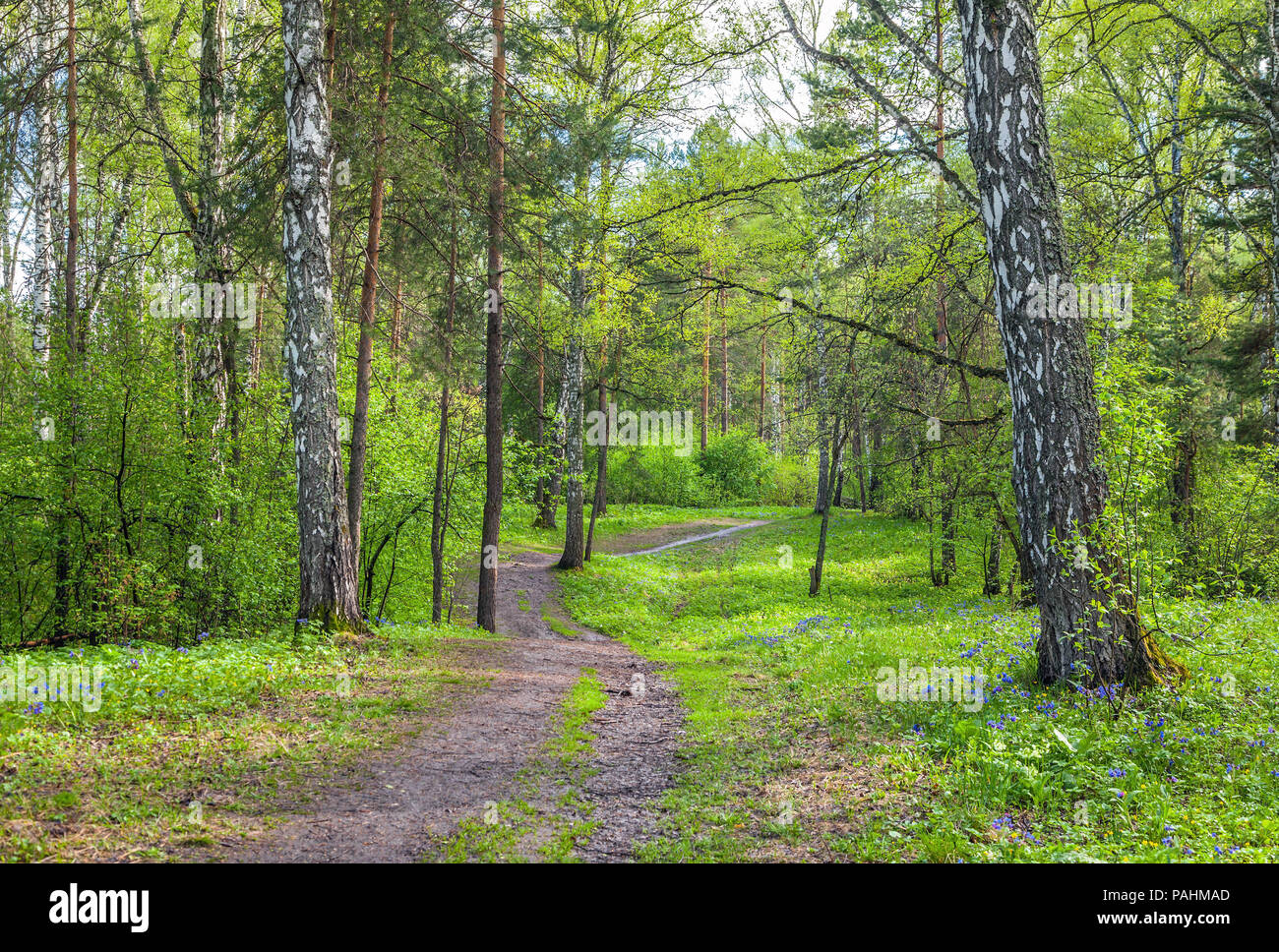 Summer in the Siberian forest. Stock Photo