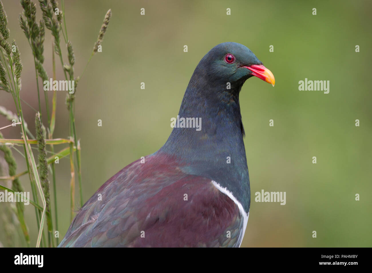 Chatham pigeon (Hemiphaga chathamensis), New Zealand Stock Photo