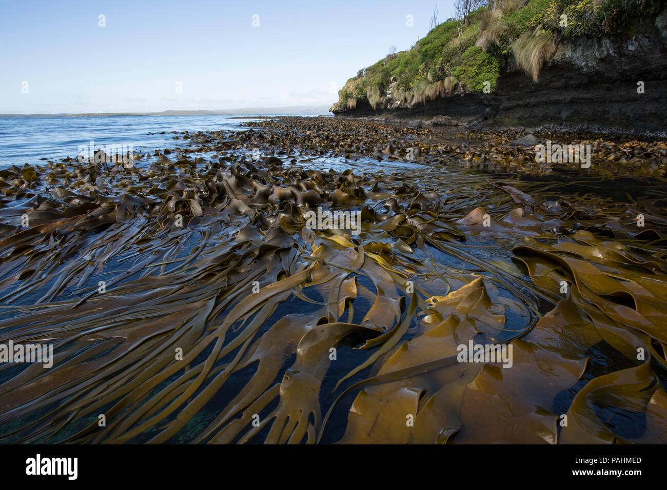Bull Kelp on Enderby Island, New Zealand Stock Photo