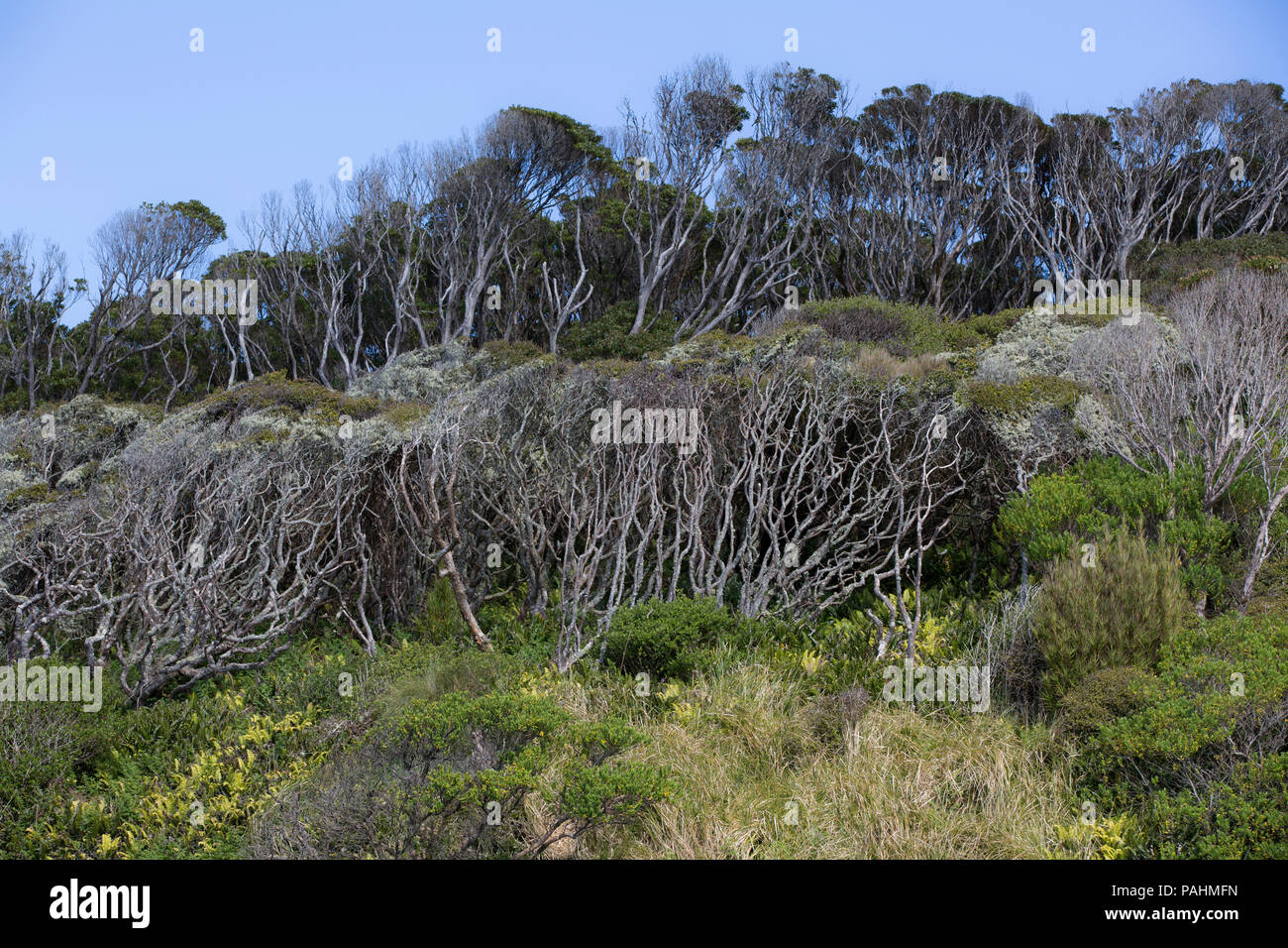 Rata forest, Enderby Island Stock Photo