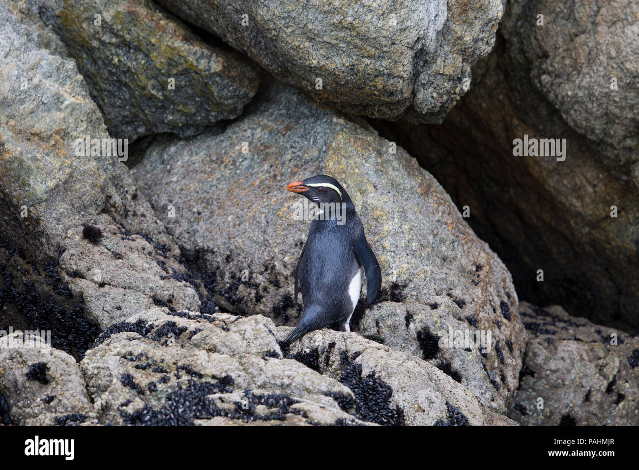 Fiordland penguin (Eudyptes pachyrhynchus) Stock Photo