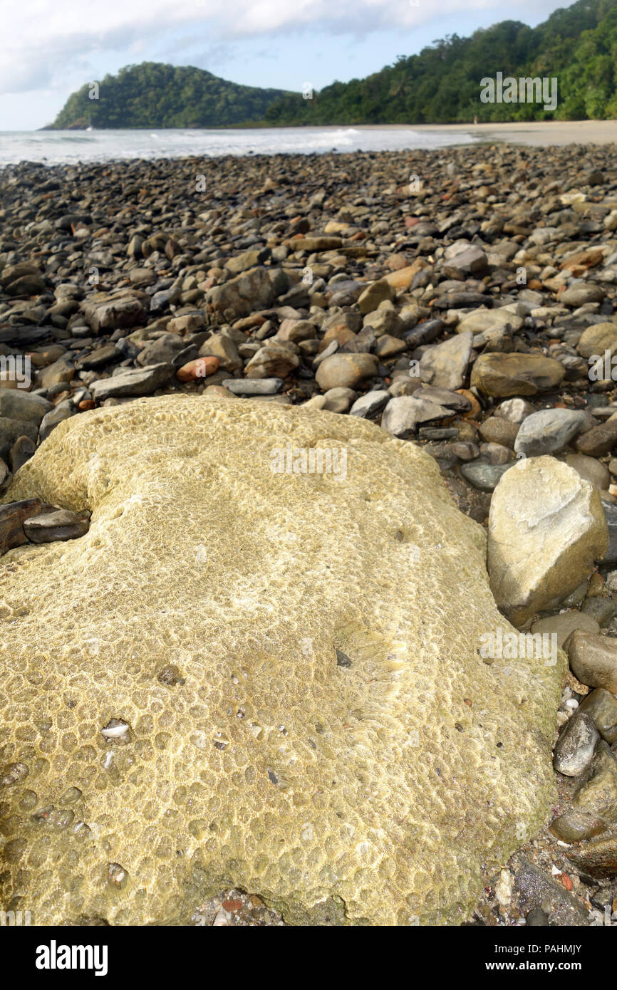 Long-dead massive coral colony skeletons in the beach north of Cape Tribulation, Daintree, Great BArrier Reef, Queensland, Australia. Stock Photo