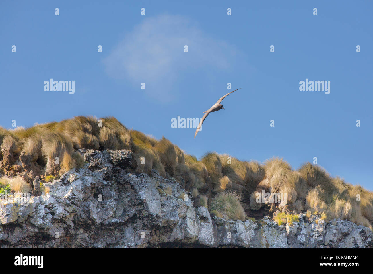 light-mantled albatross (Phoebetria palpebrata), Antipodes Island, New Zealand Stock Photo