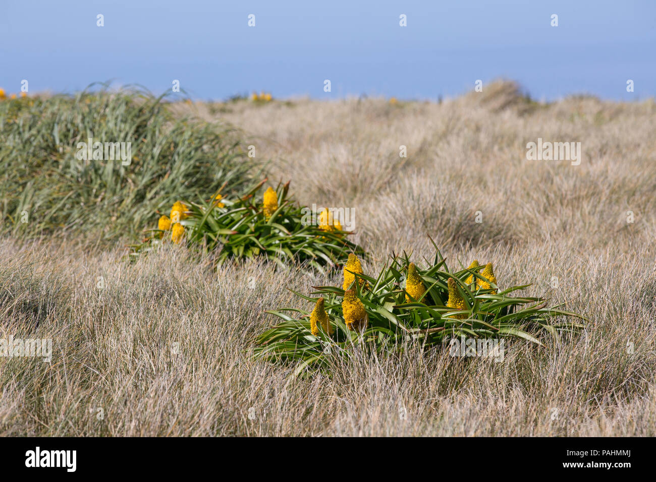 Megaherb Bulbinella rossii on Auckland Islands, New Zealand Stock Photo