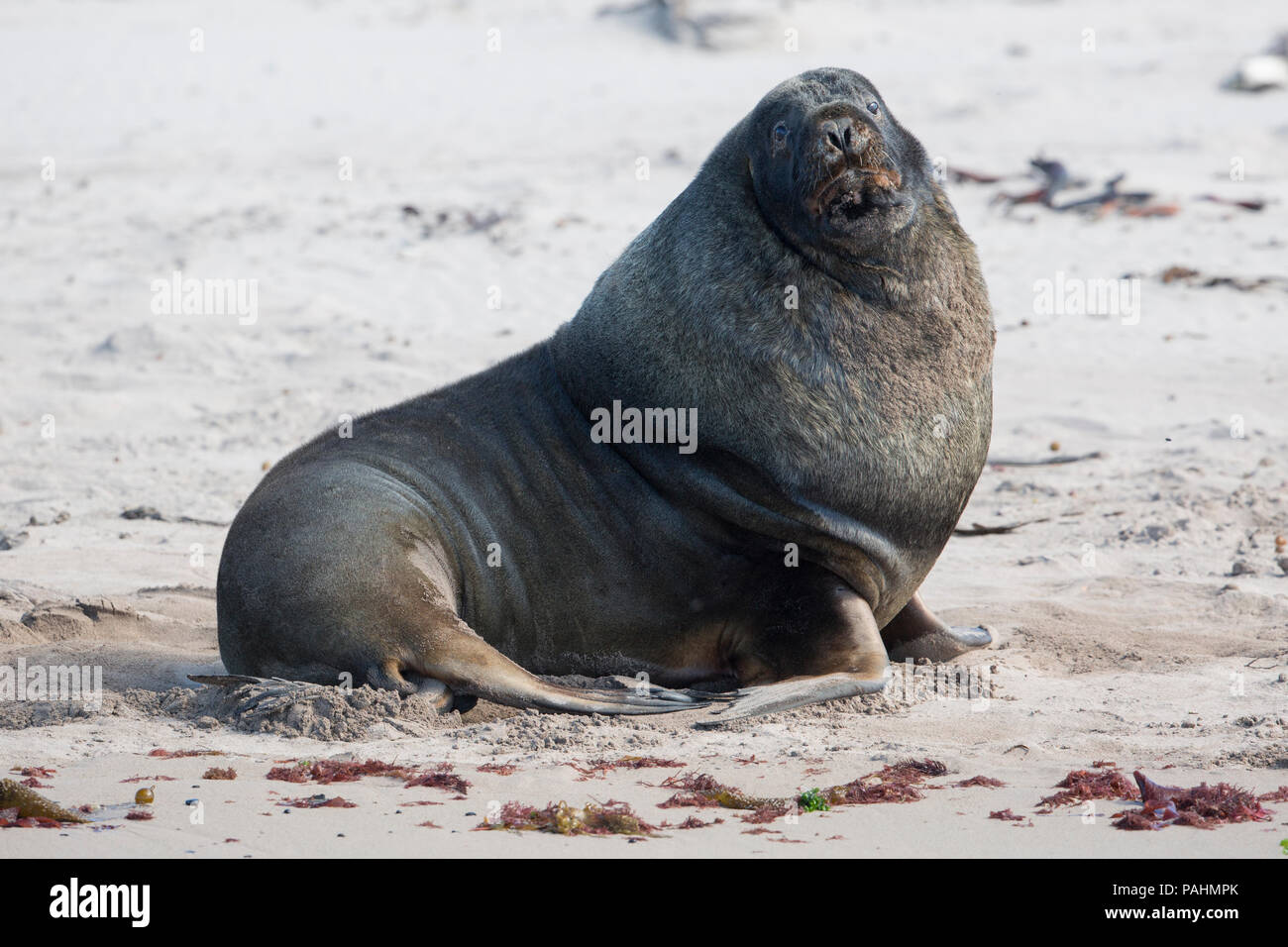 New Zealand sea lion (Phocarctos hookeri) Stock Photo