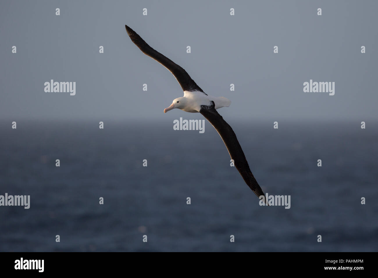 Northern royal albatross, New Zealand Stock Photo