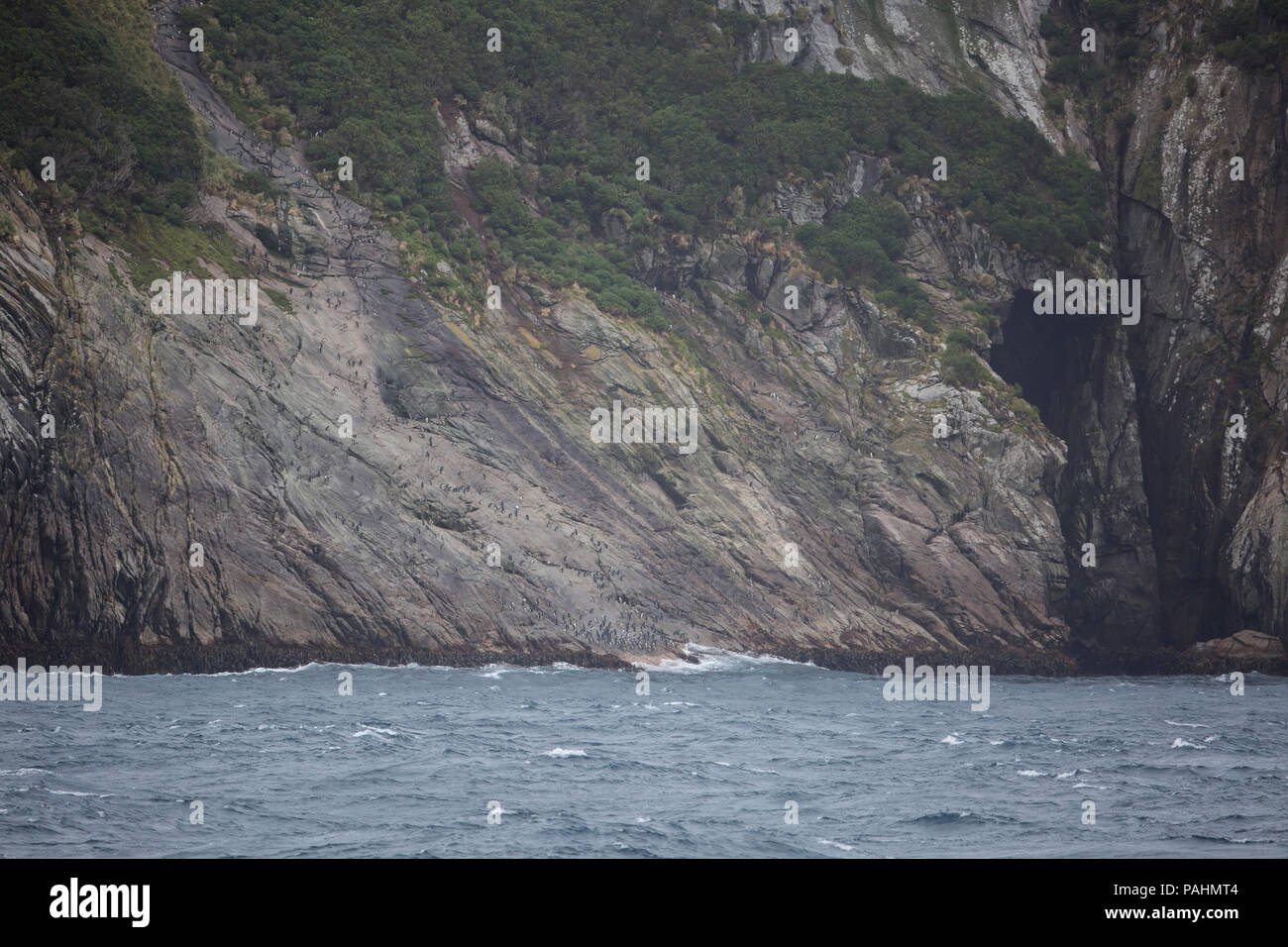 Penguins on the Snares Islands, New Zealand Stock Photo