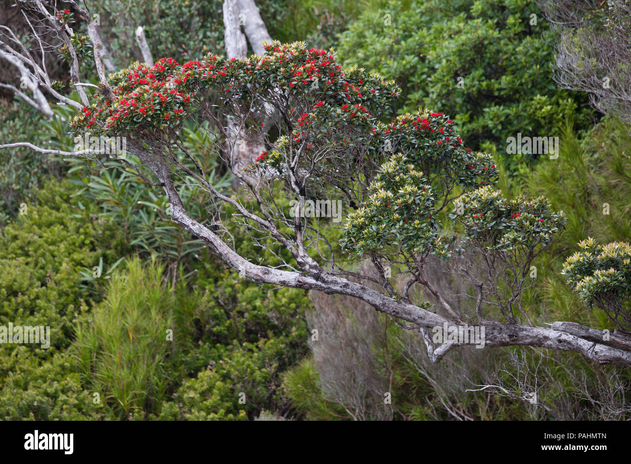 Southern Rata Tree, New Zealand Stock Photo
