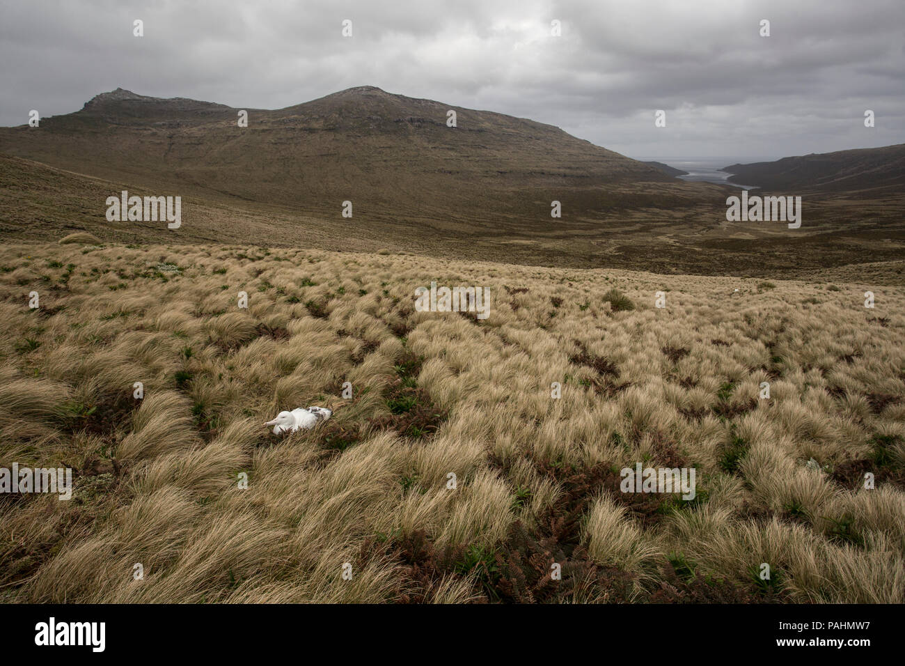 Southern Royal Albatross in the Campbell Island landscape, New Zealand Stock Photo