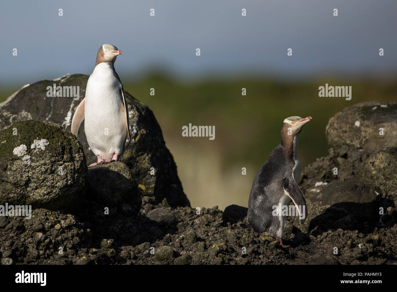 Yellow-eyed Penguin, Enderby Island, New Zealand Stock Photo