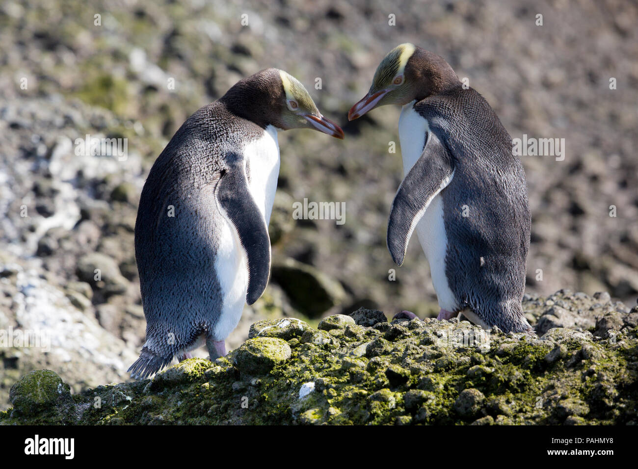 Yellow-eyed Penguin, Enderby Island, New Zealand Stock Photo