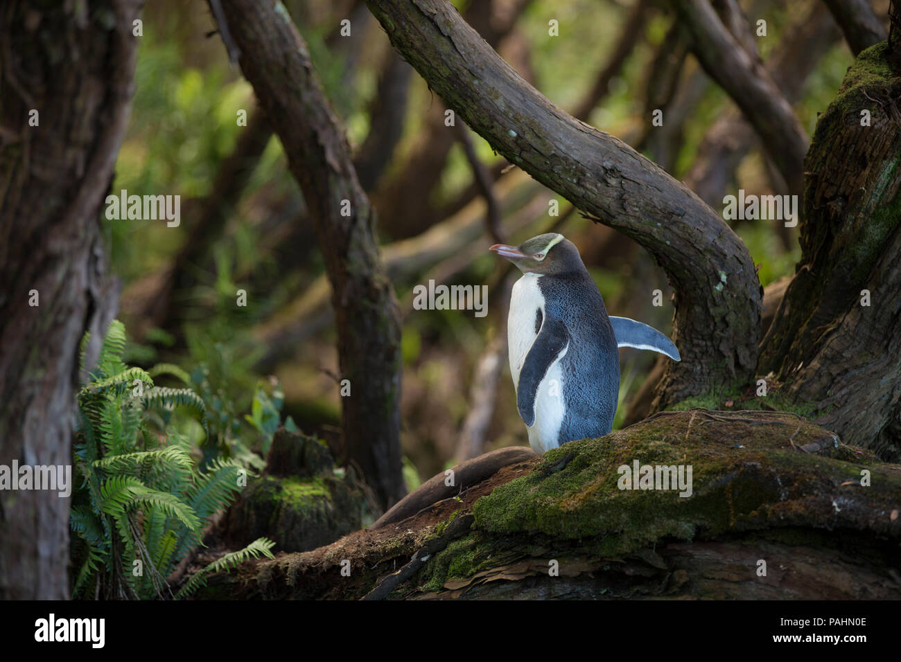 Yellow-eyed Penguin, Enderby Island, New Zealand Stock Photo