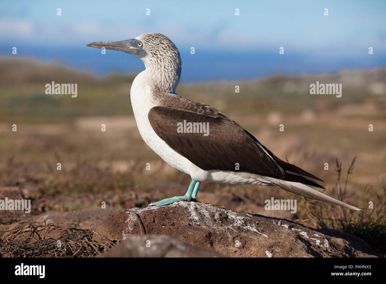 blue-footed booby (Sula nebouxii), Galapagos Islands Stock Photo